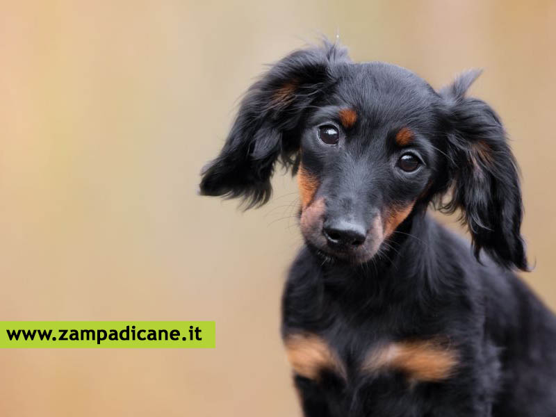 La malattia di Von Willebrand: una malattia genetica del cane da tenere sotto controllo
